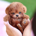 Interactive Puppy Toy with Sound Sensor