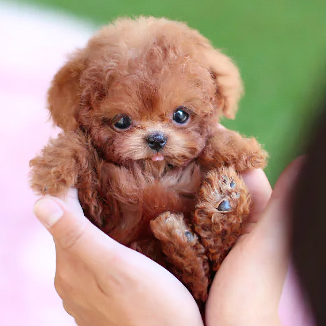 Interactive Puppy Toy with Sound Sensor