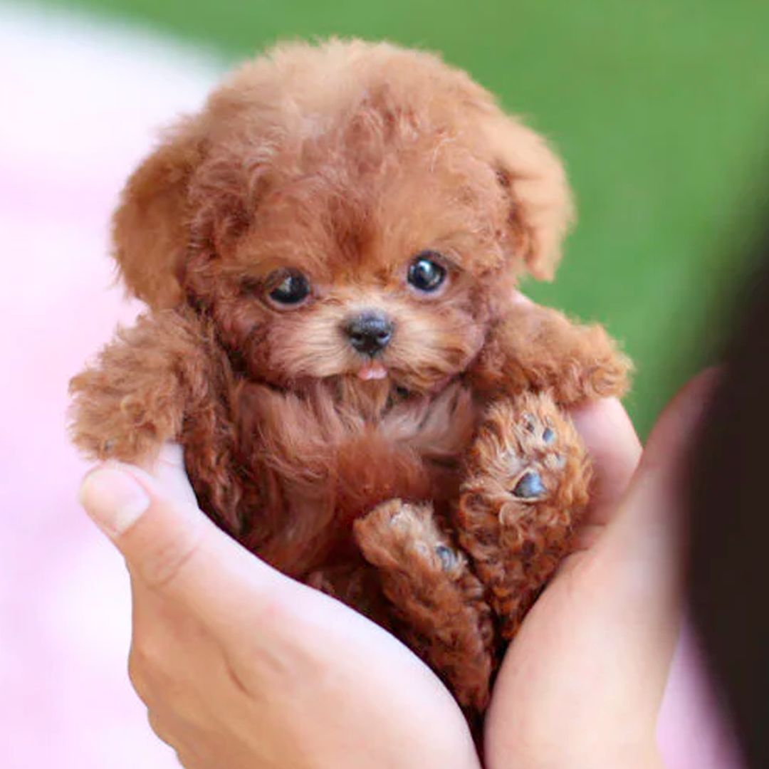 Interactive Puppy Toy with Sound Sensor