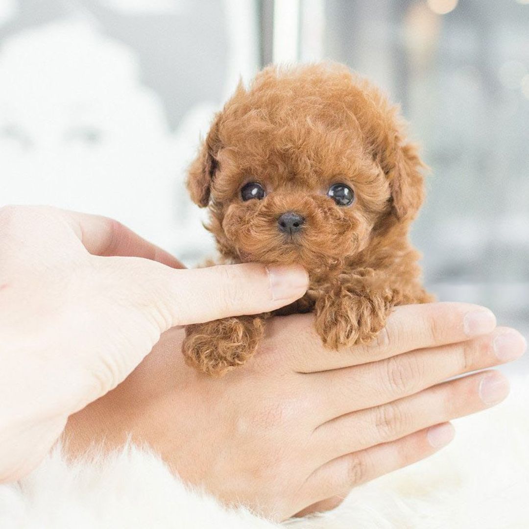 Interactive Puppy Toy with Sound Sensor