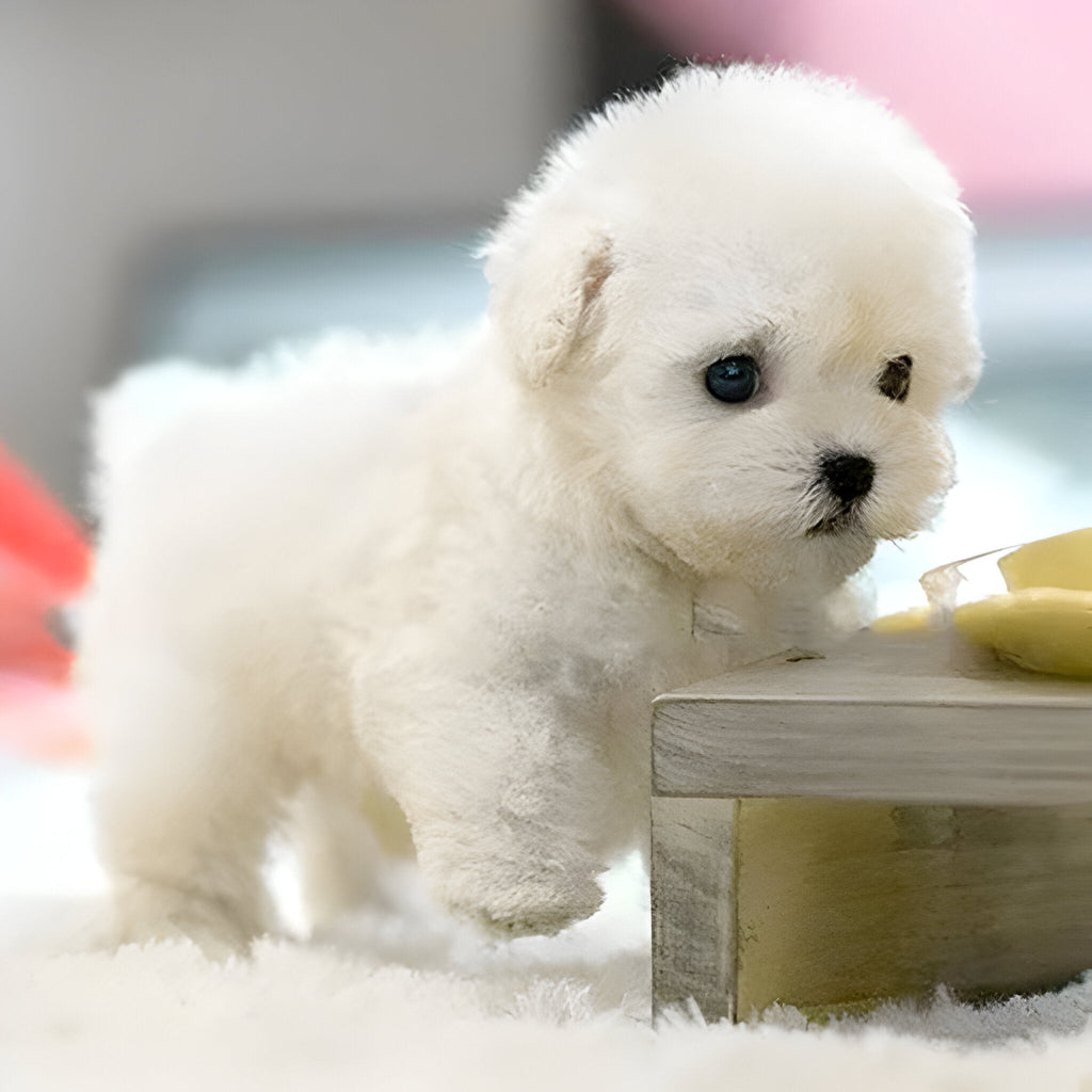 Interactive plush dog toy for children